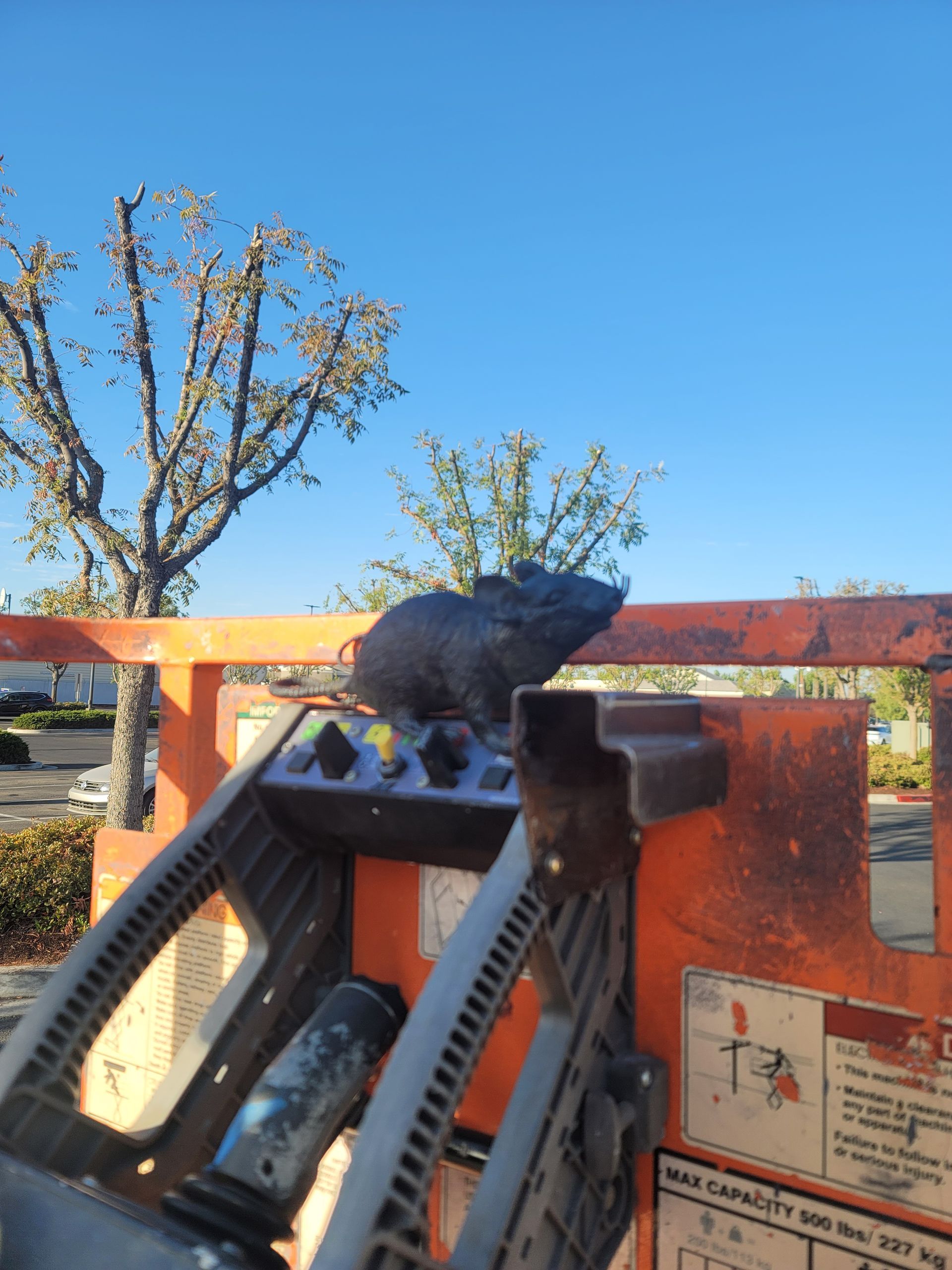 Black bird perched on an orange utility box outdoors under a blue sky.