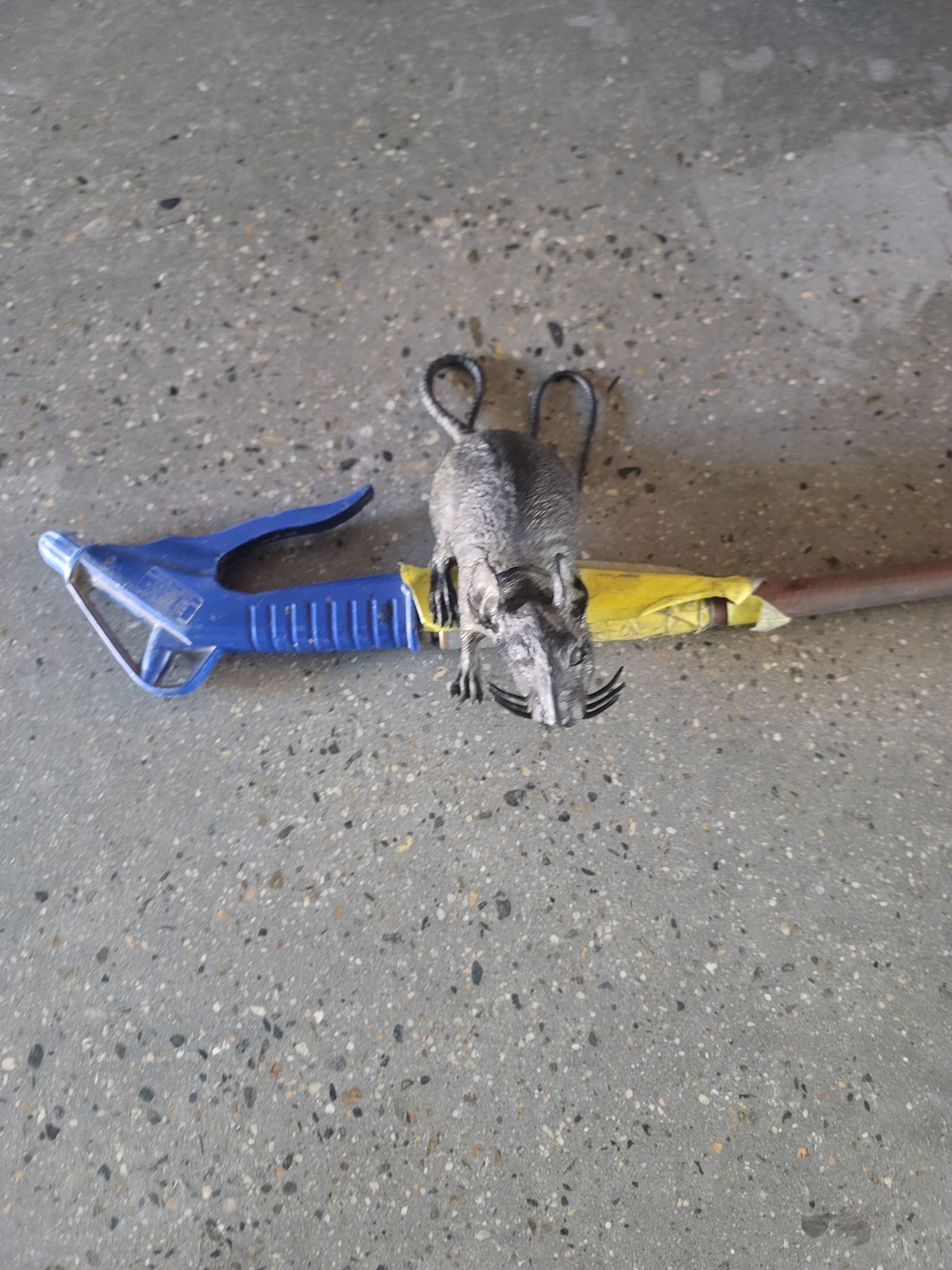 A small rodent caught in a blue and yellow snap trap on a concrete floor