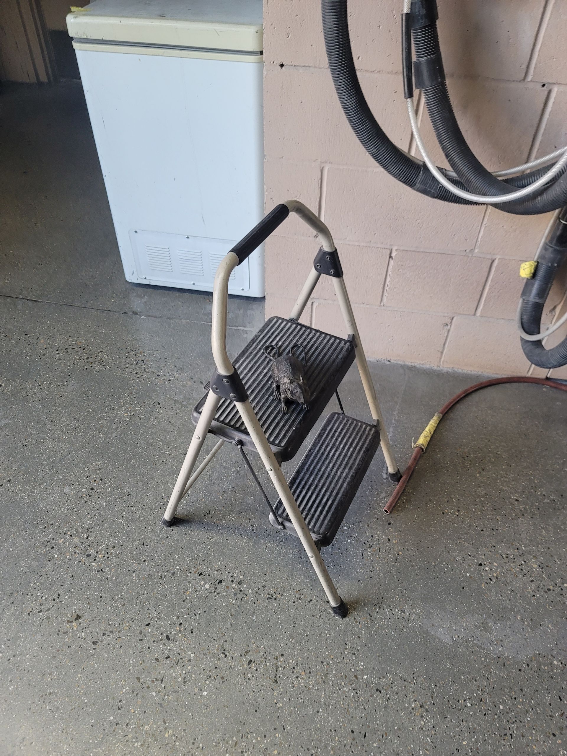 Small two-step folding stool on a concrete floor beside hanging hoses and a white cabinet.