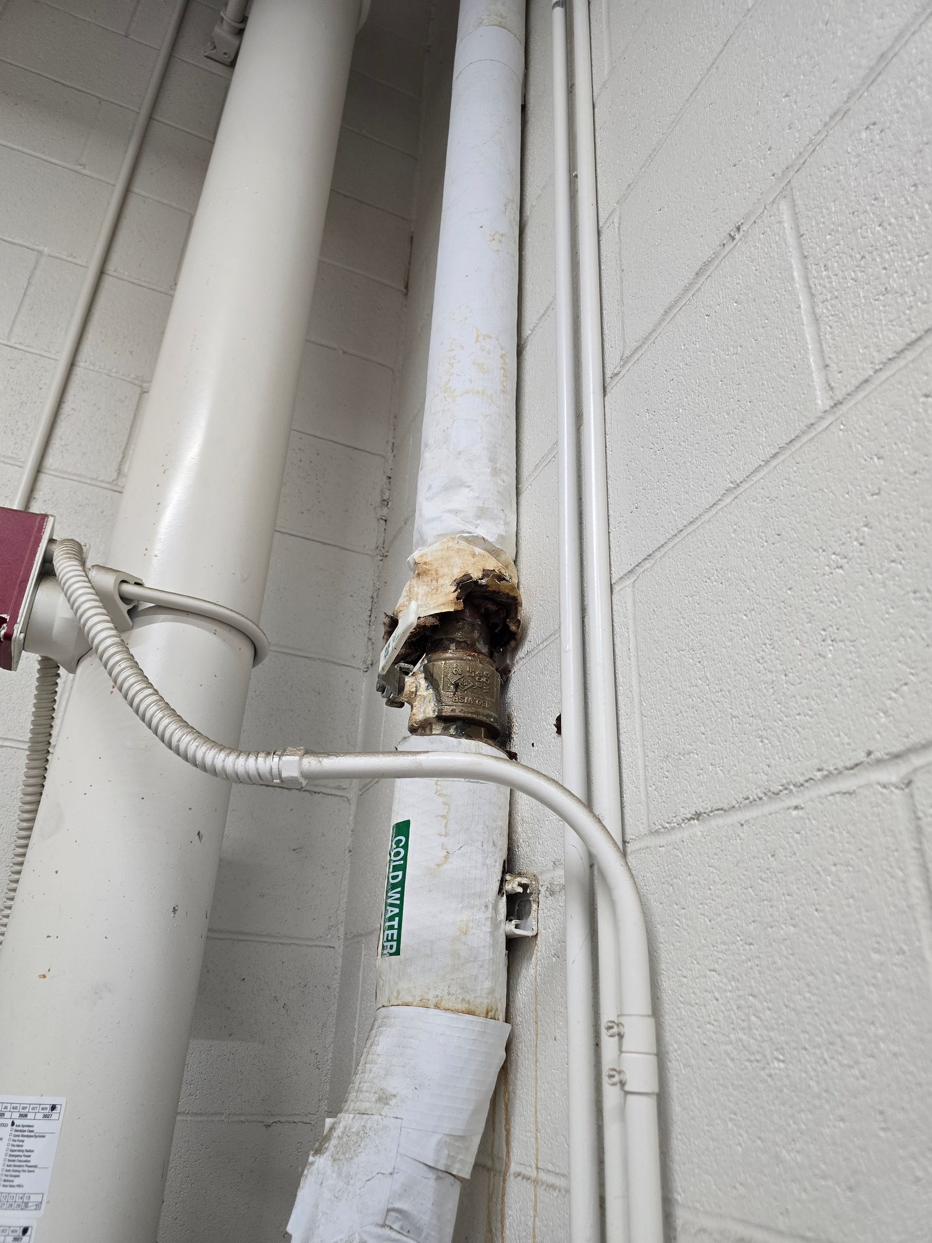 Dog peeking through wall opening in a utility room with white pipes and cinderblock walls