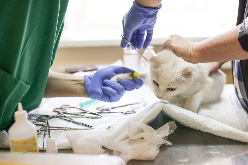 Pet surgery