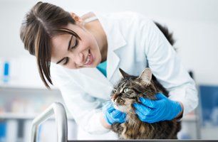 Pet checkup