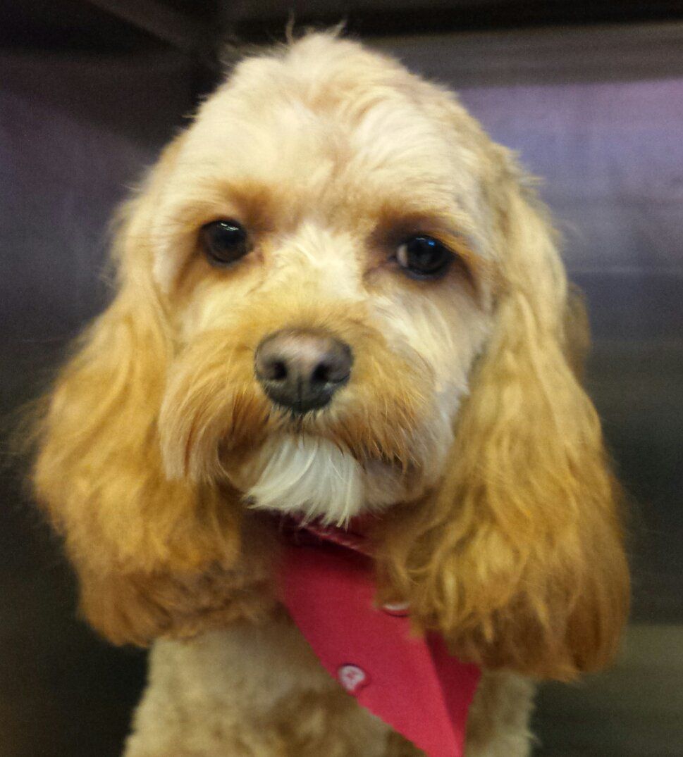 Dog grooming Service