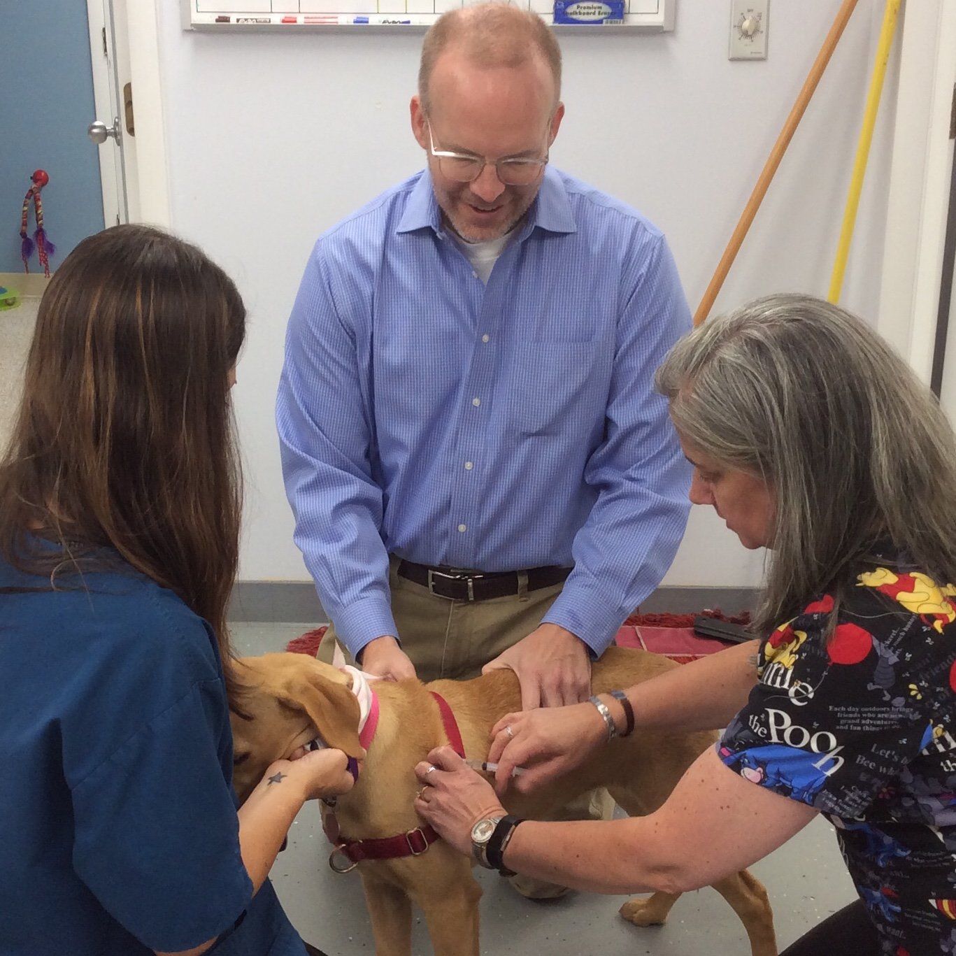 A man and two women are examining a brown dog