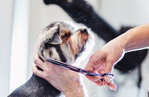 dog having a haircut