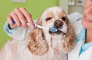 canine teeth brushing