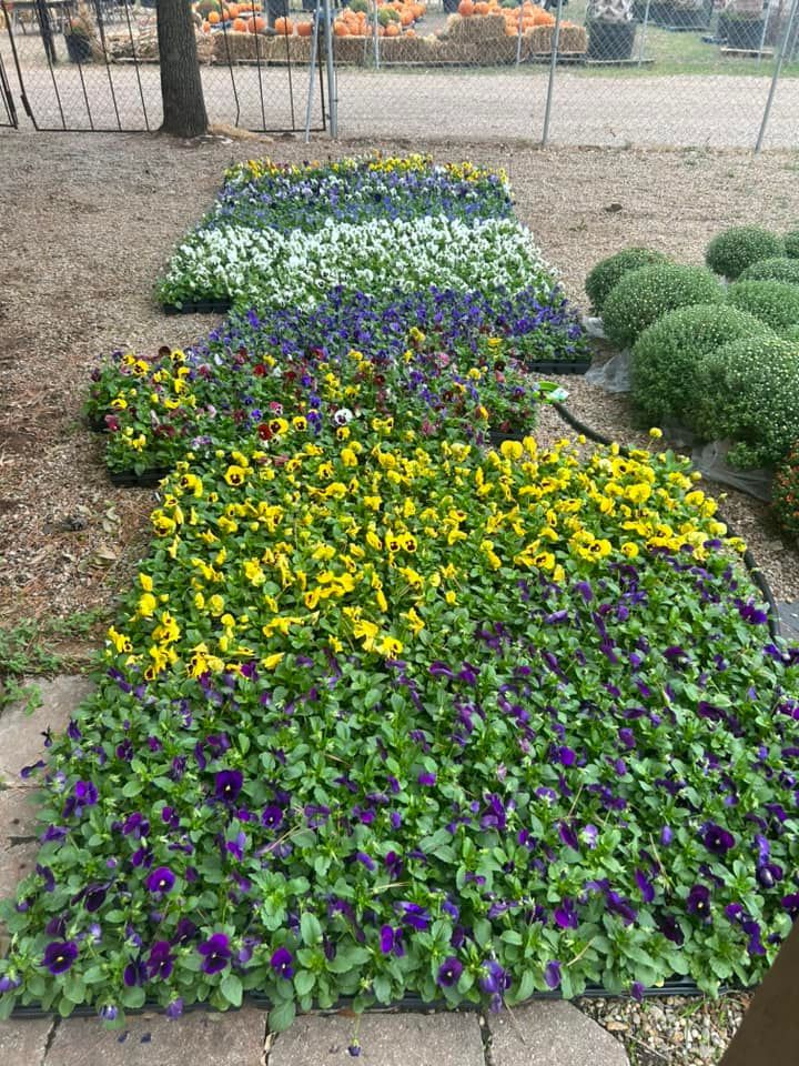 Recent landscaping work