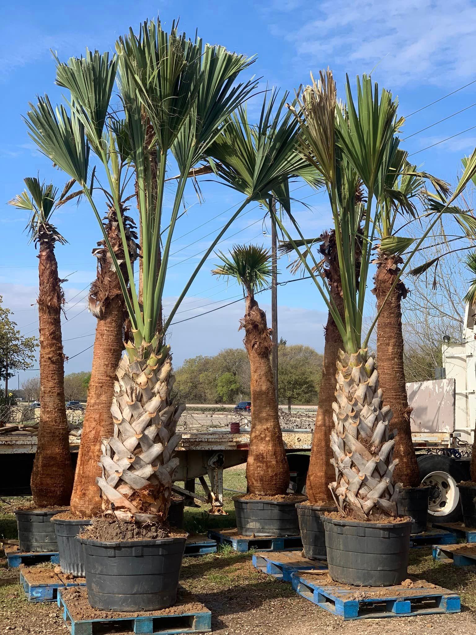 Recent landscaping work