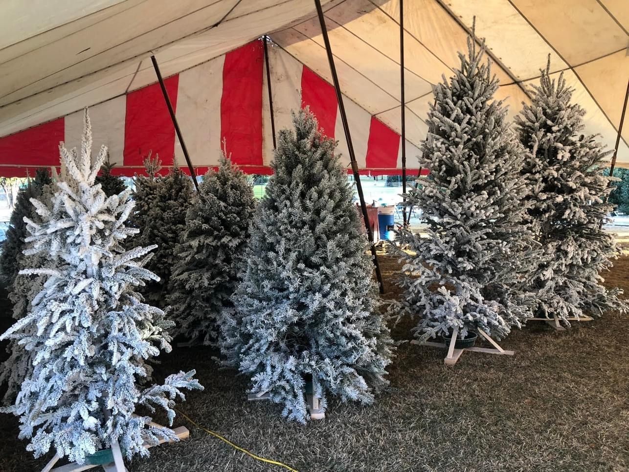 Flocked Christmas trees for sale under a red and white tent.