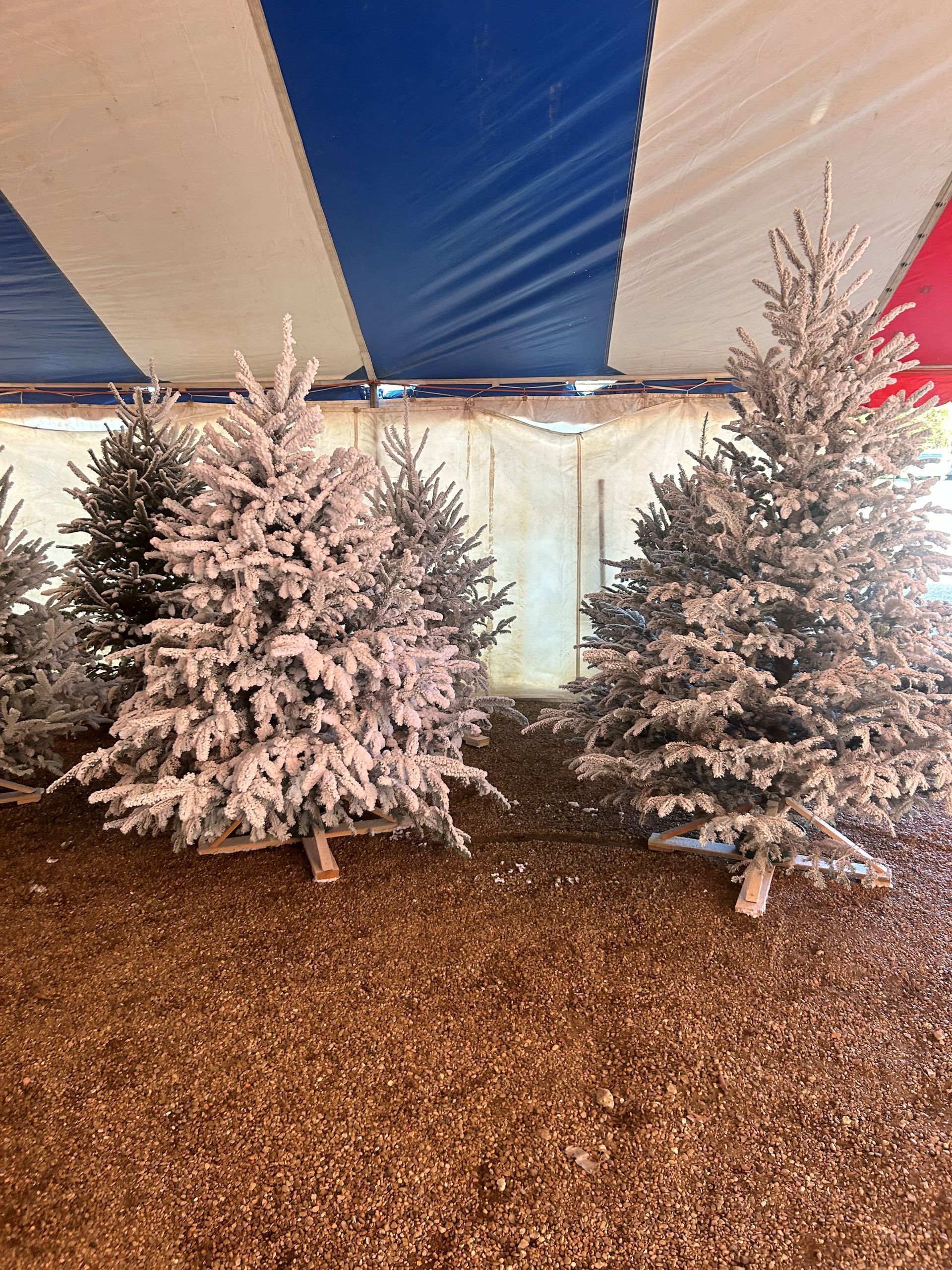 Flocked artificial Christmas trees displayed under a striped blue and white tent.
