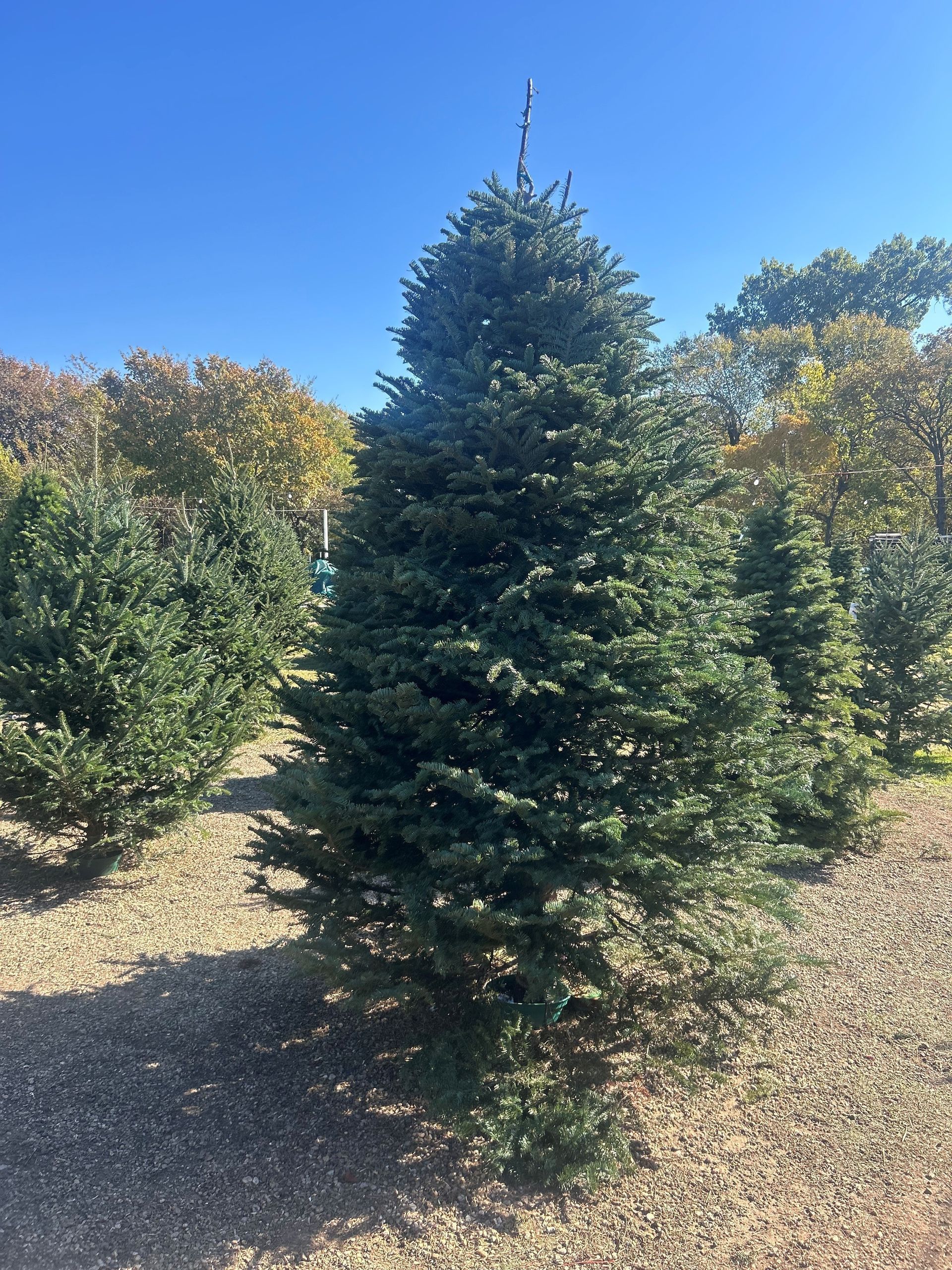 Blue-green Christmas tree in a field, under a clear blue sky.