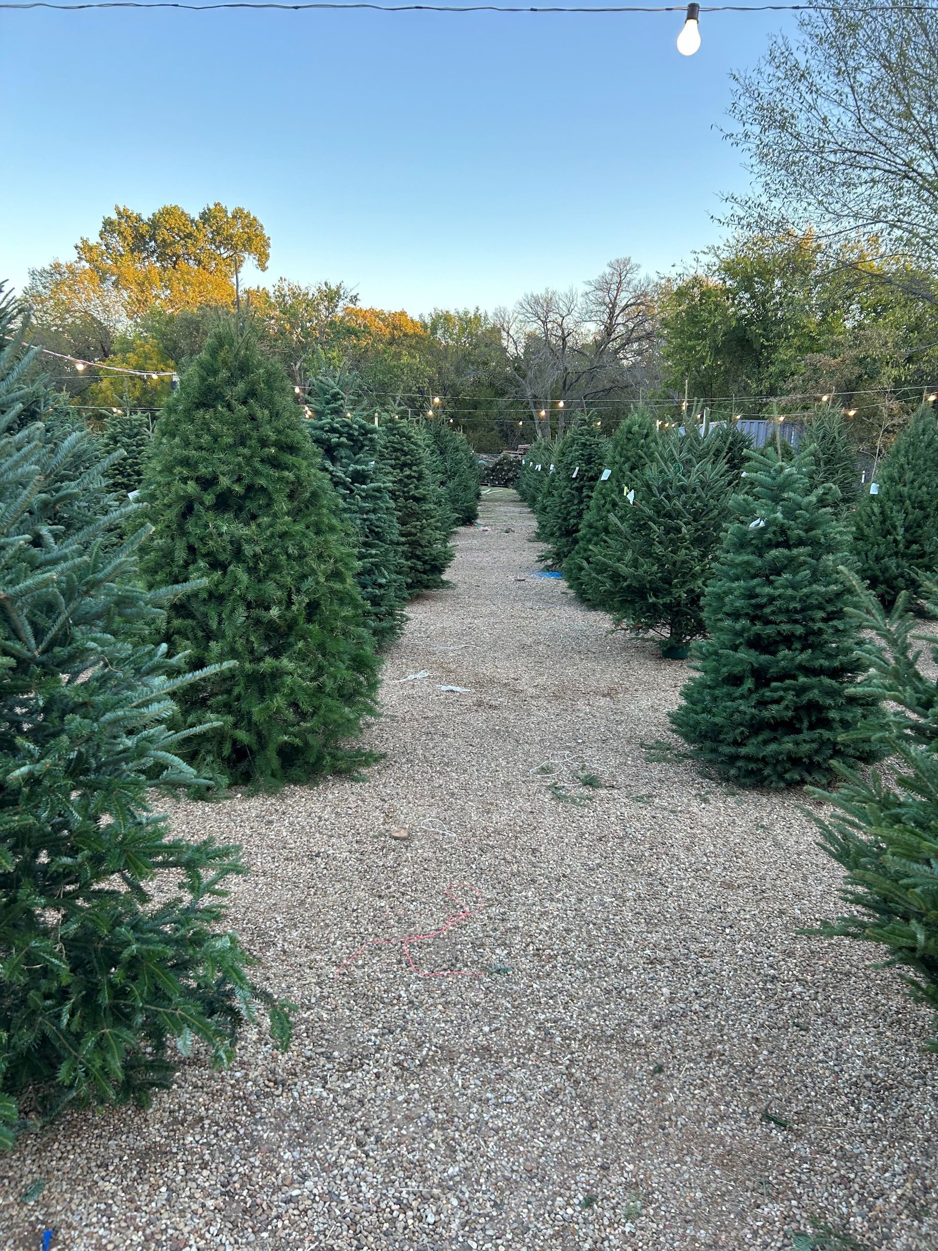Rows of evergreen Christmas trees line a gravel path, under a clear blue sky.