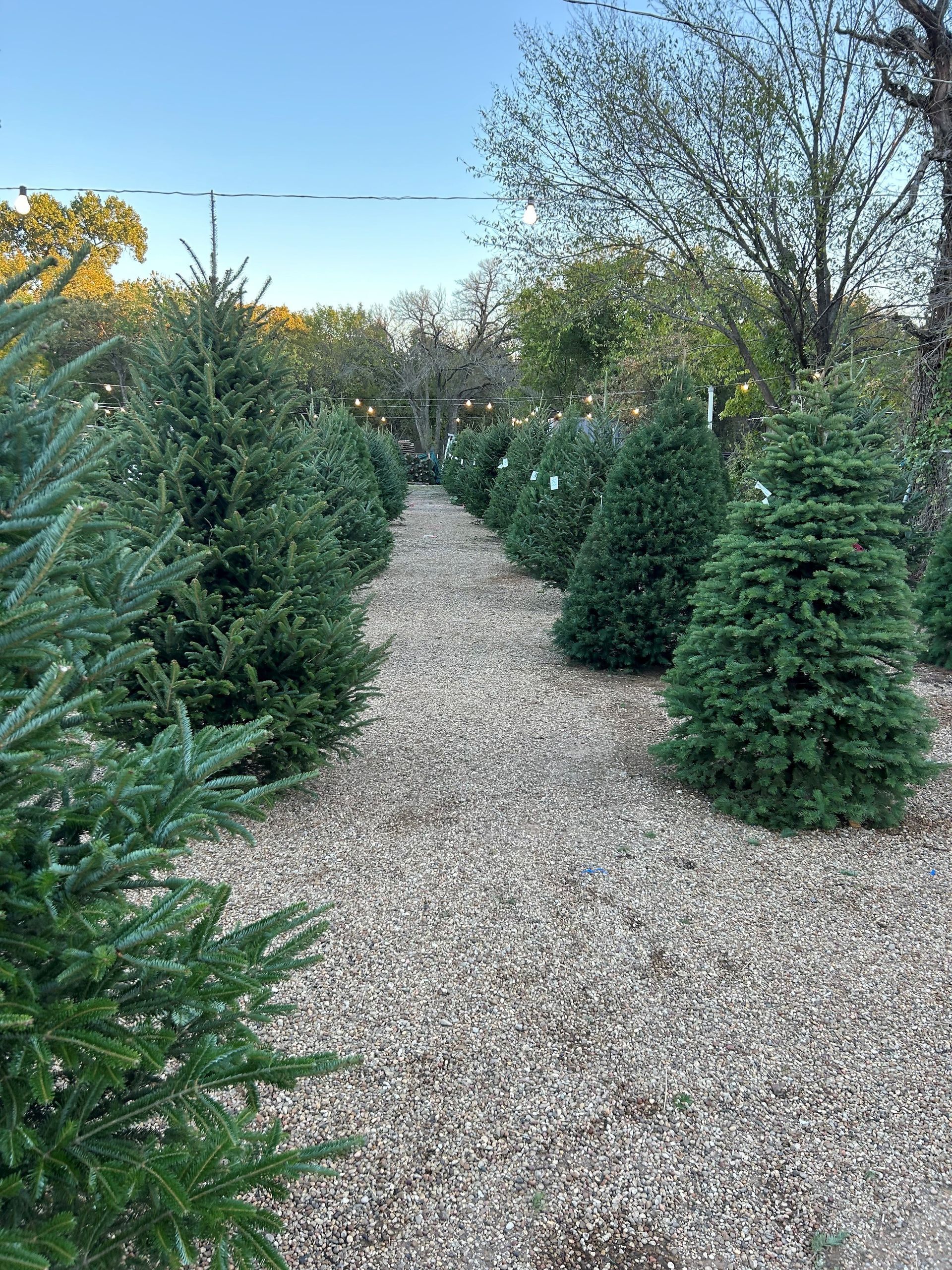 Rows of Christmas trees on display in a tree lot, gravel path between them.
