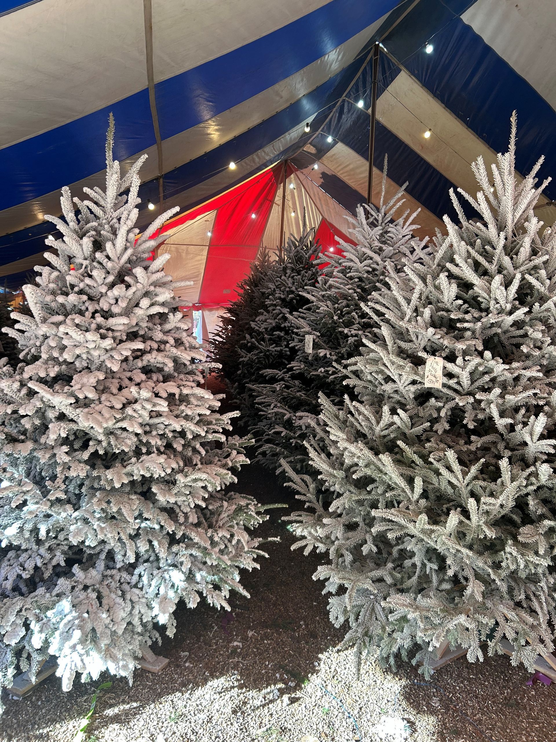 Christmas trees, some snow-covered, inside a tent with red and blue striped fabric.