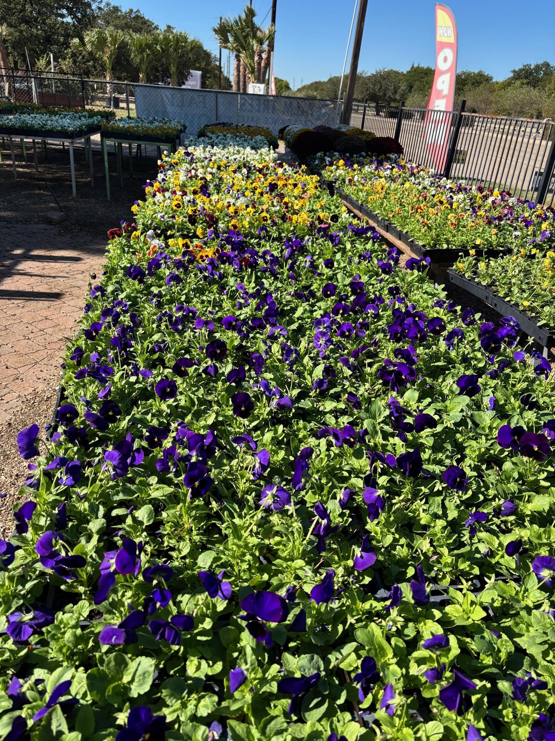 Rows of vibrant purple and yellow pansies at a plant nursery, sunny outdoor setting.