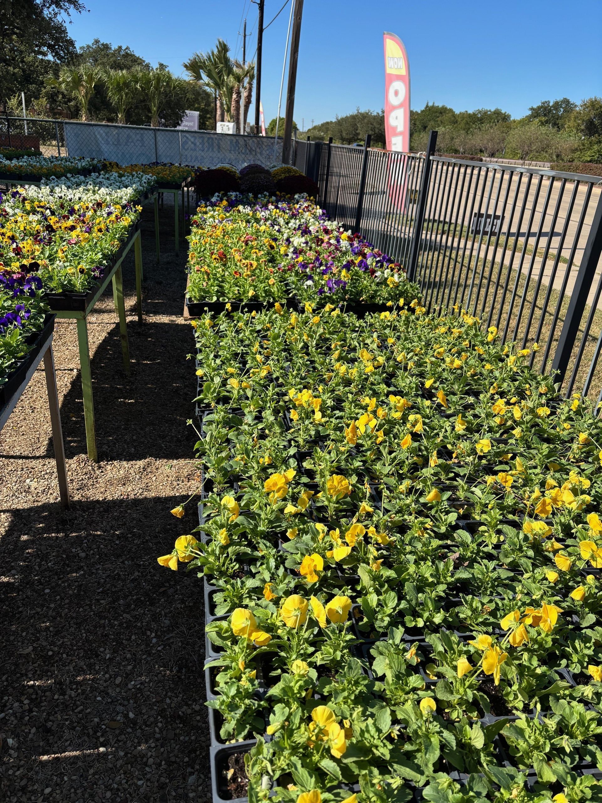 Rows of yellow pansies for sale in a nursery, sunny day.