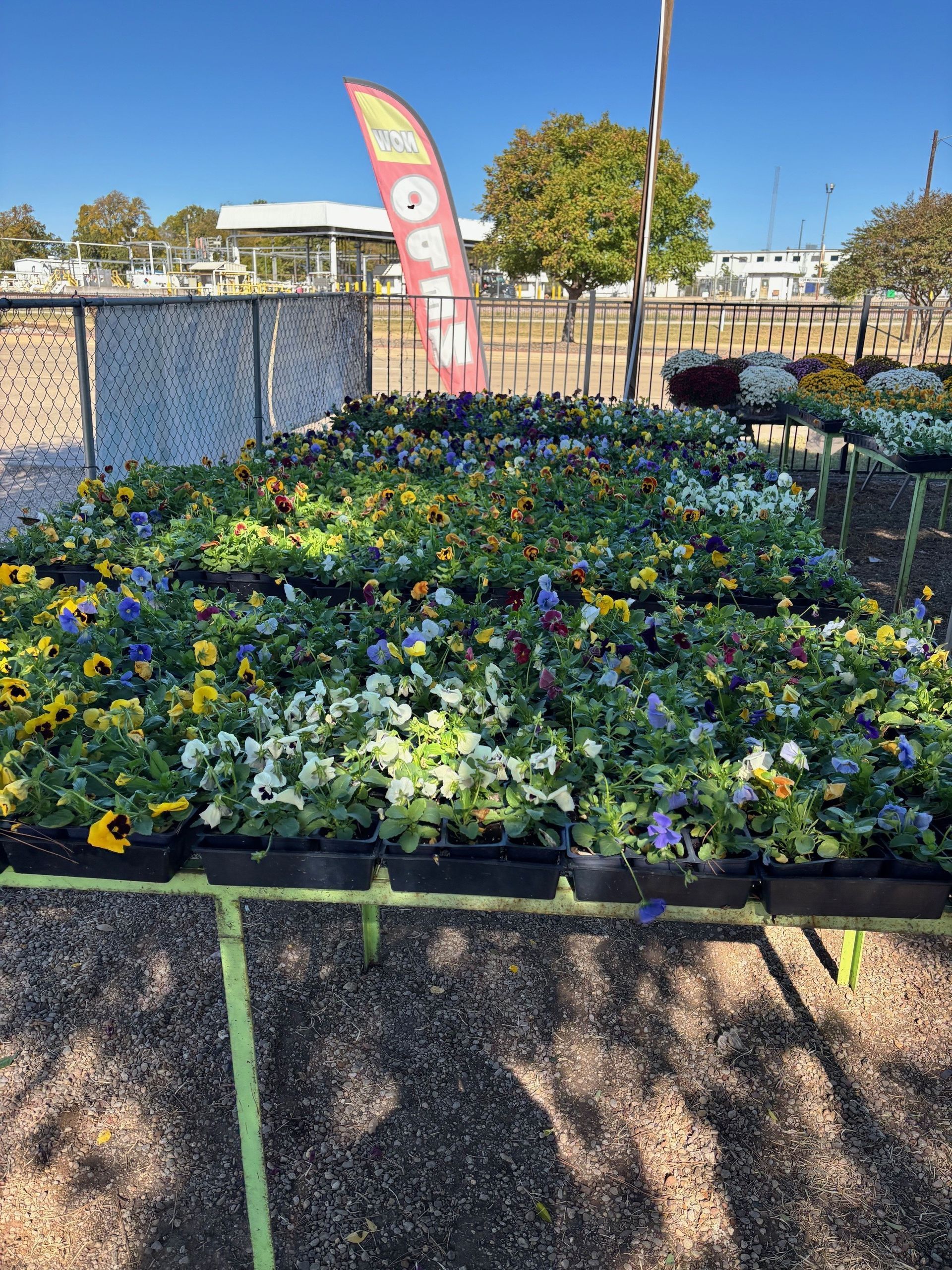 Flower nursery with various colorful flowers in black trays. Open flag in background.
