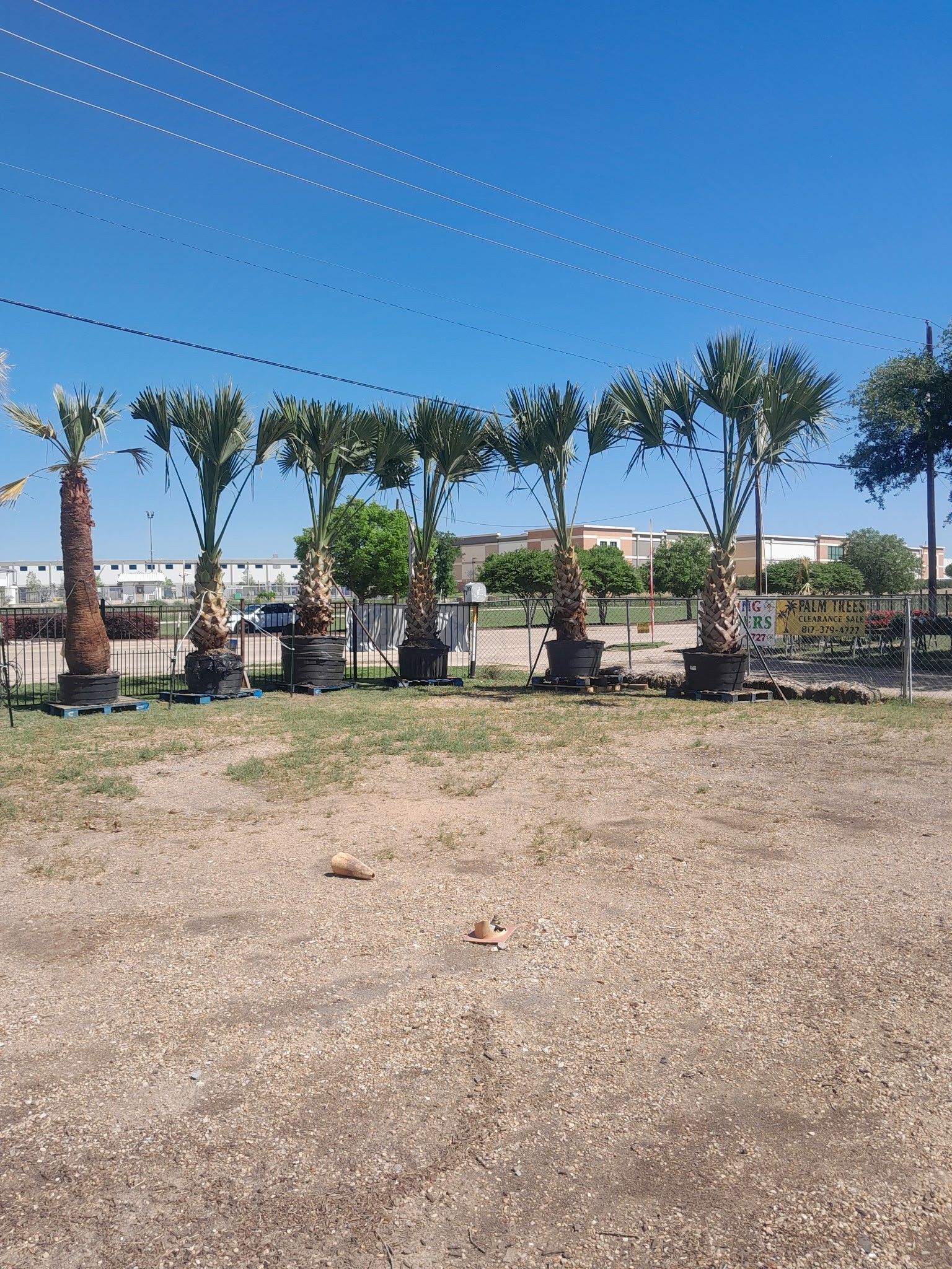 Palm trees in large pots line up outdoors under a bright blue sky.