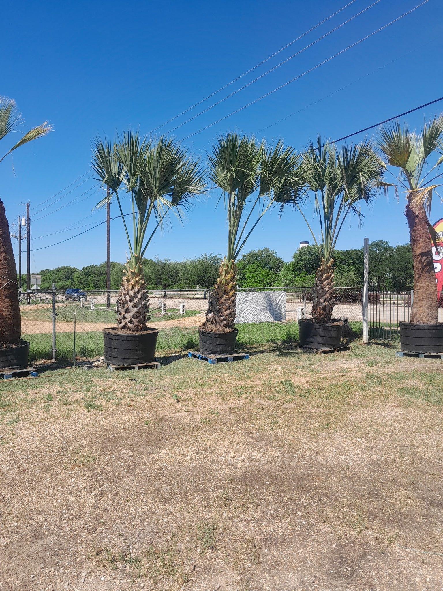 Palm trees in black pots lined up outdoors, with a clear blue sky.