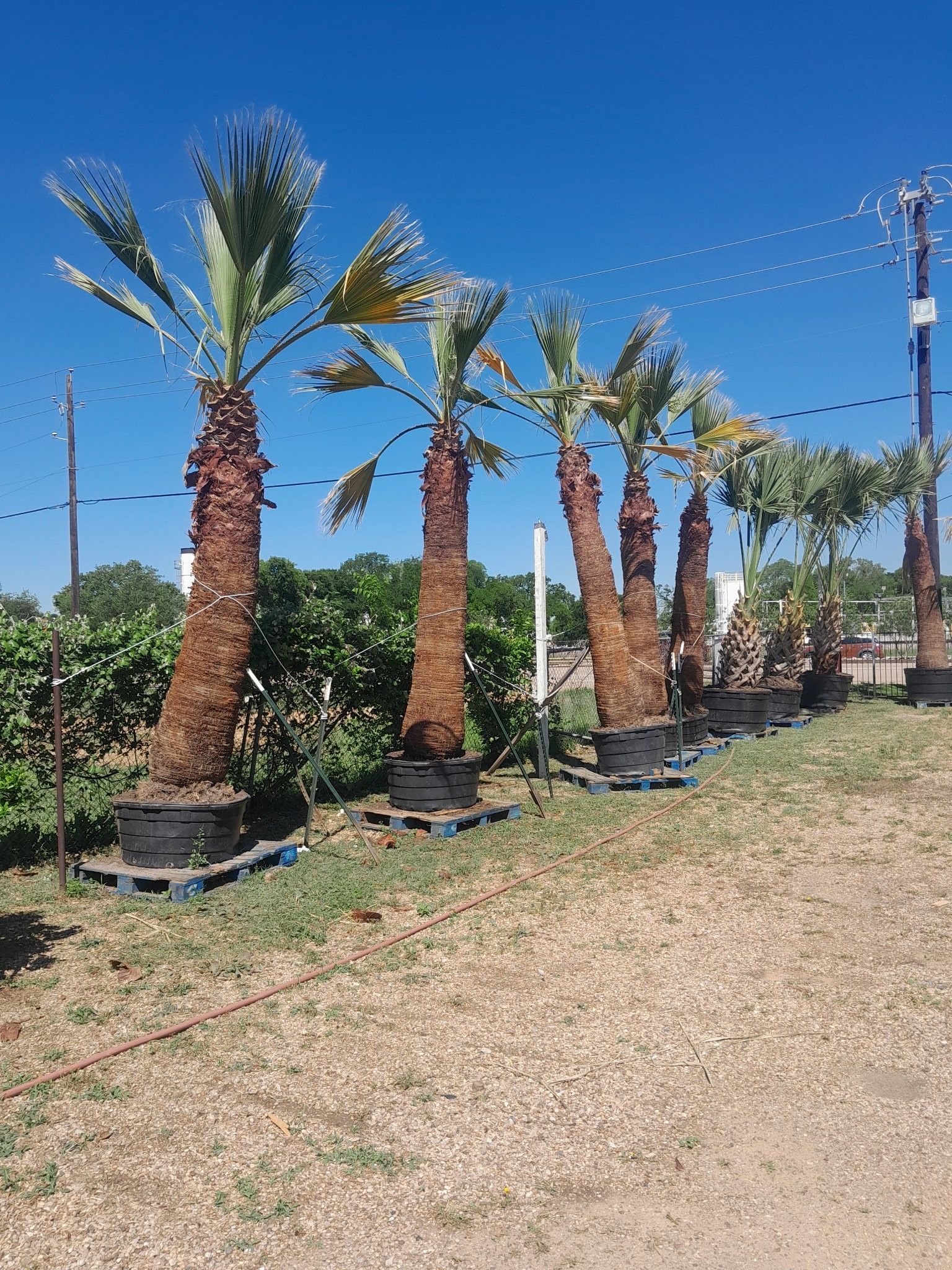 Palm trees in black pots lined up on pallets under a bright blue sky.