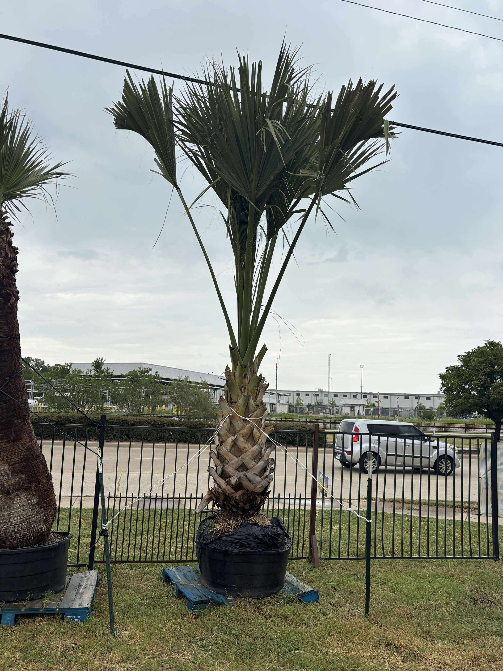Palm tree in a black pot, surrounded by a fence. Cloudy sky in the background.