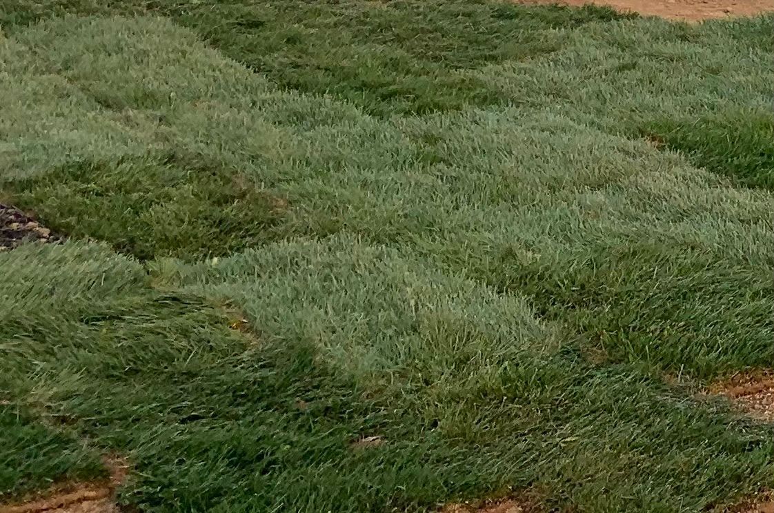 A field of green grass growing on a dirt ground.