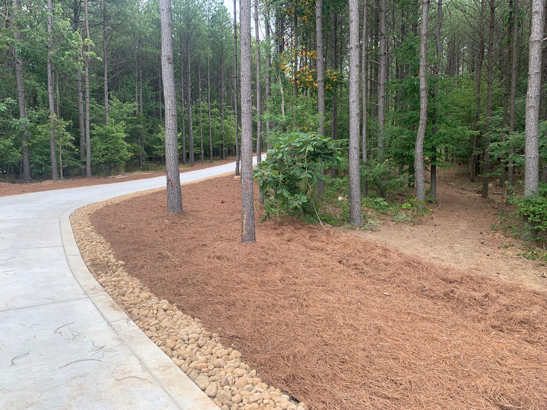 A road going through a forest with trees on both sides.