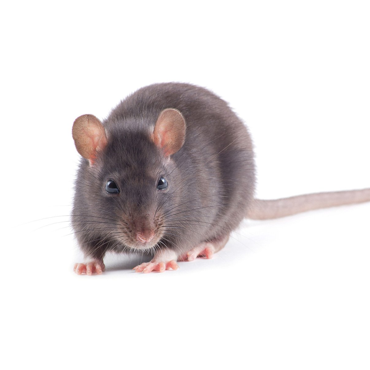Rodent Control