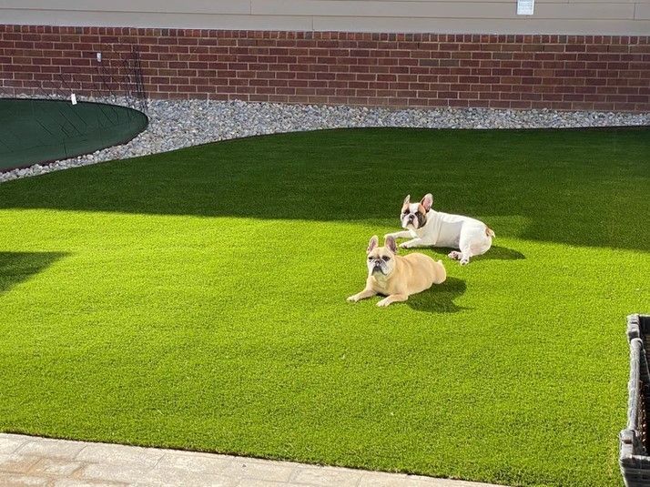 Two dogs are laying on top of a lush green lawn.