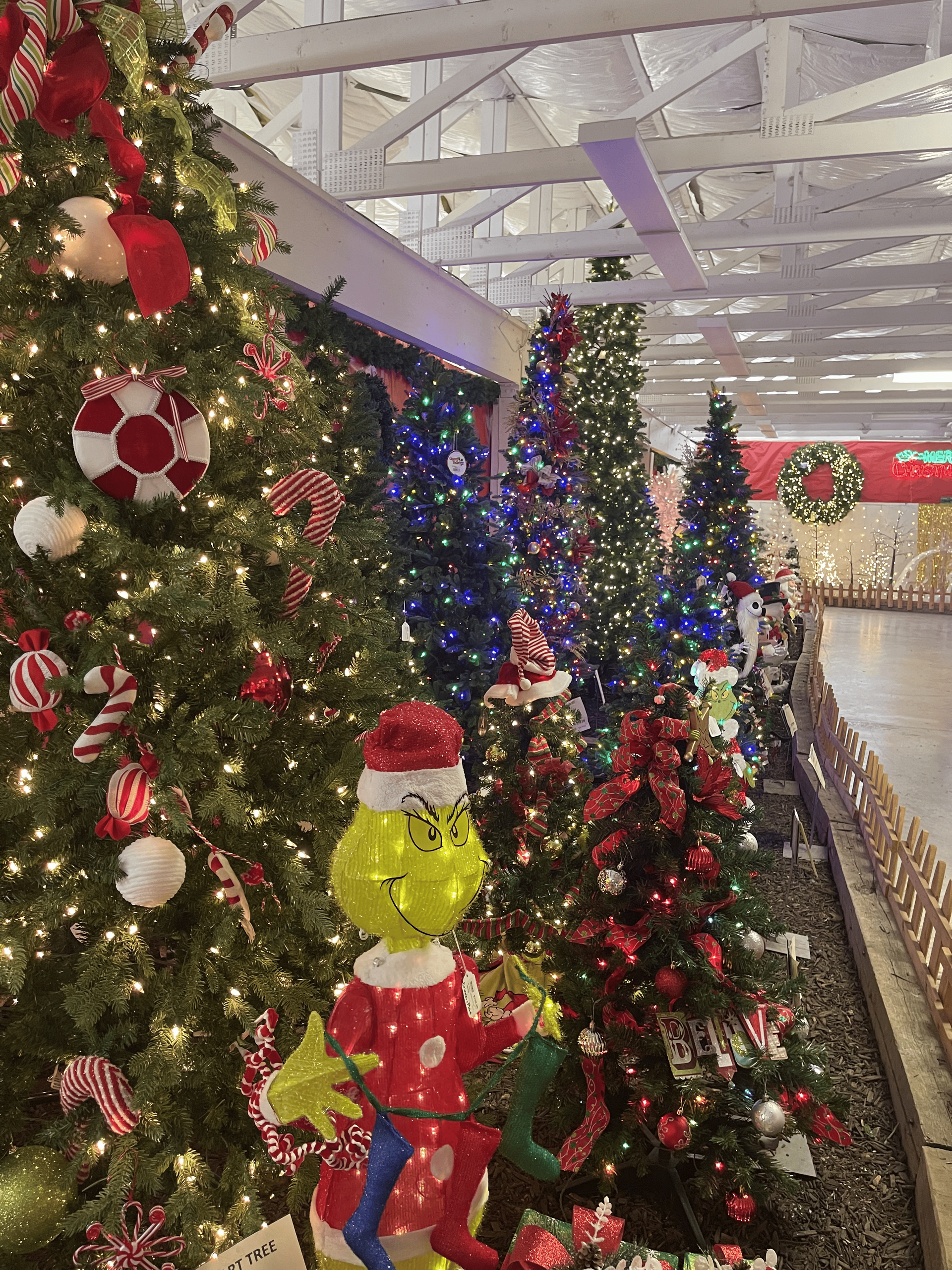 A bunch of christmas trees are lined up in a room.