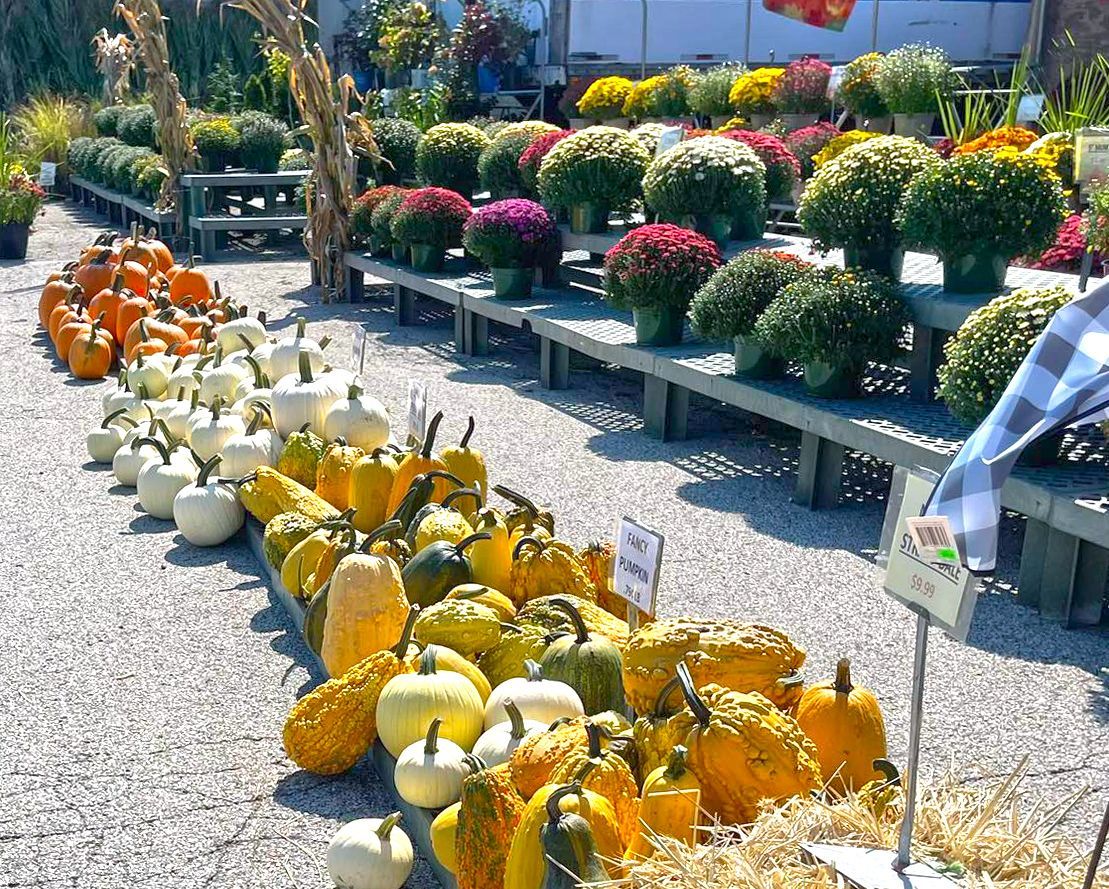 There are many different types of pumpkins and flowers on display.