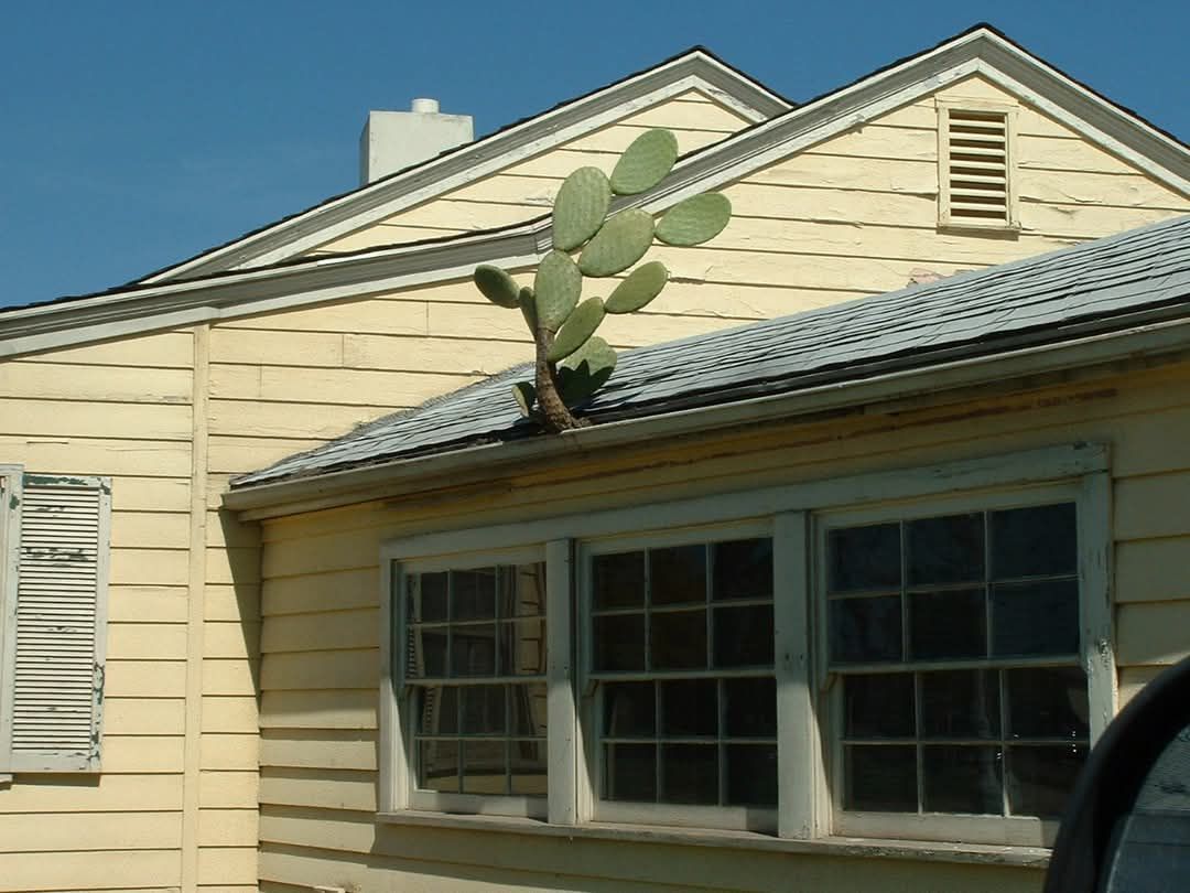 House with a cactus growing out of the rain gutter