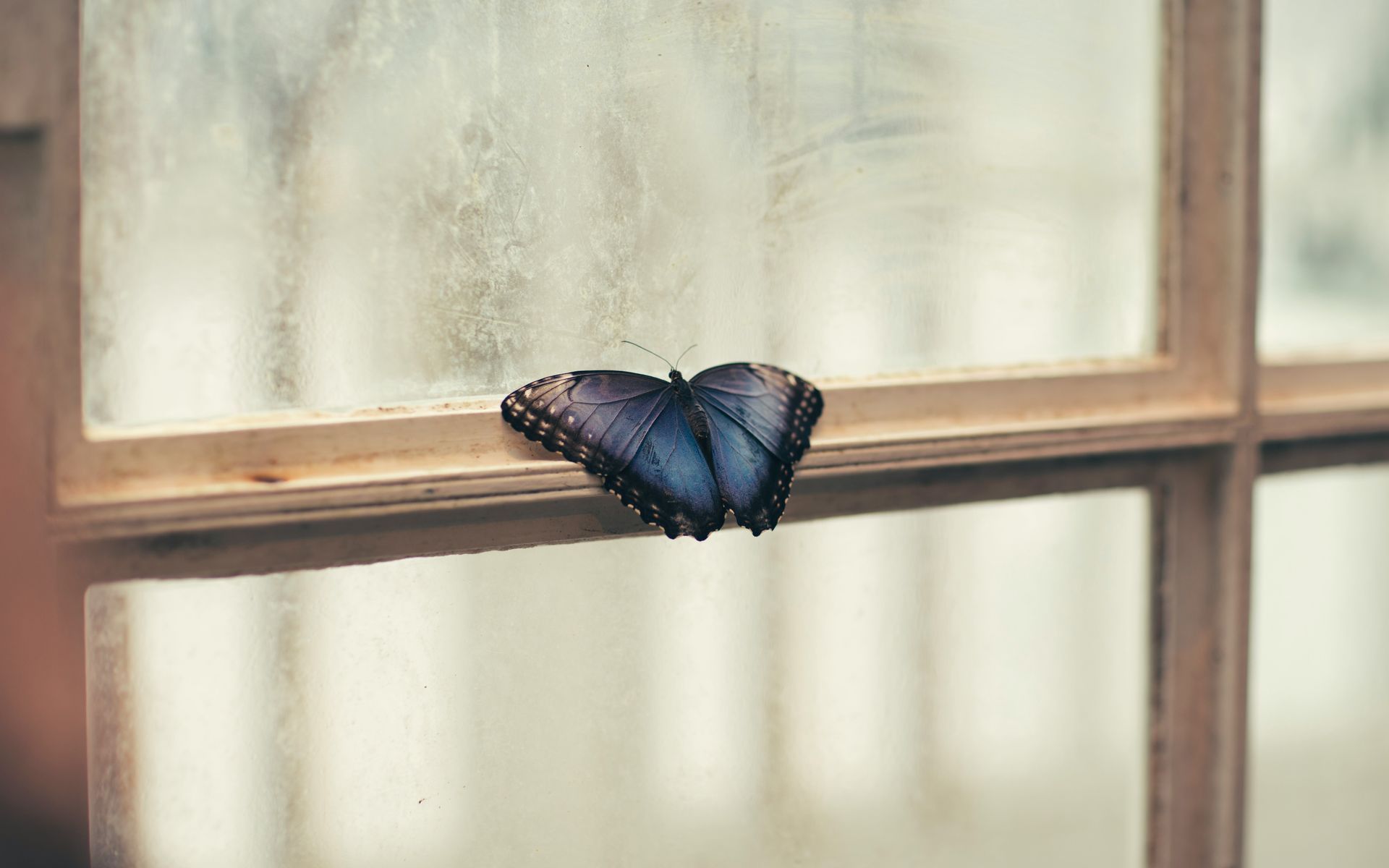 Blue butterfly resting on a wooden window frame; blurry background.