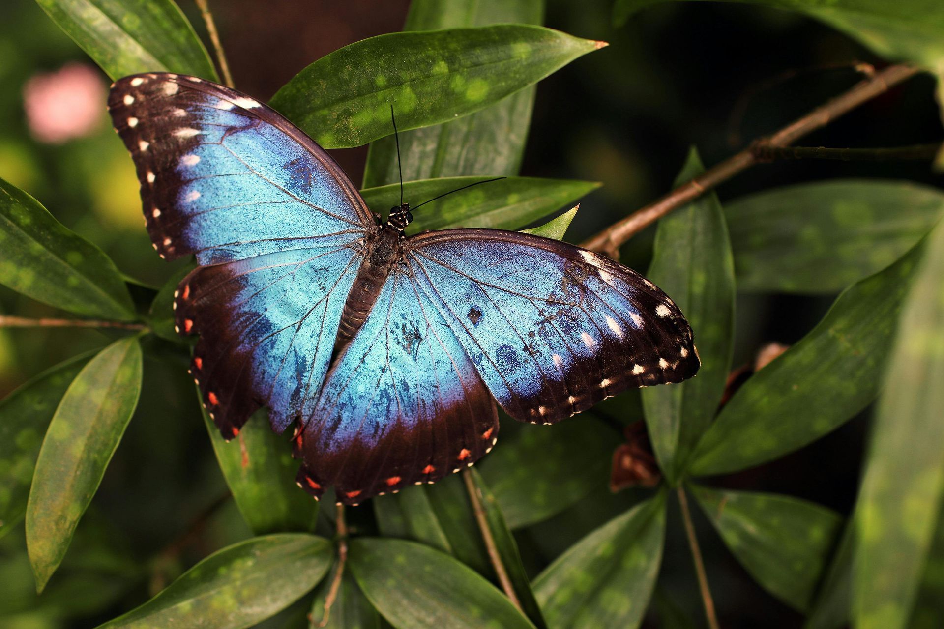 Blue butterfly with black-tipped wings rests on green leafy plant.