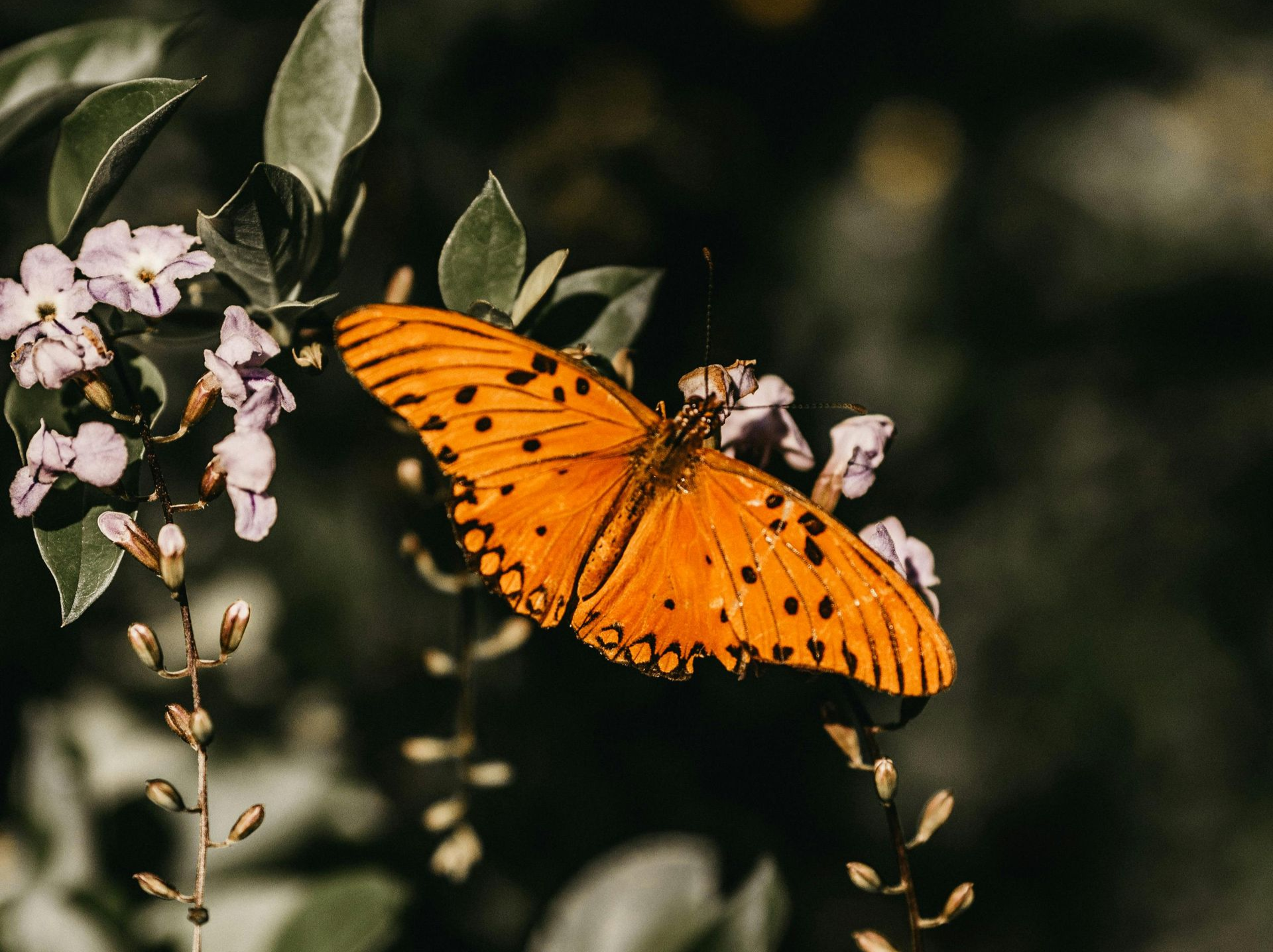 Orange butterfly with black spots perched on purple flowers.