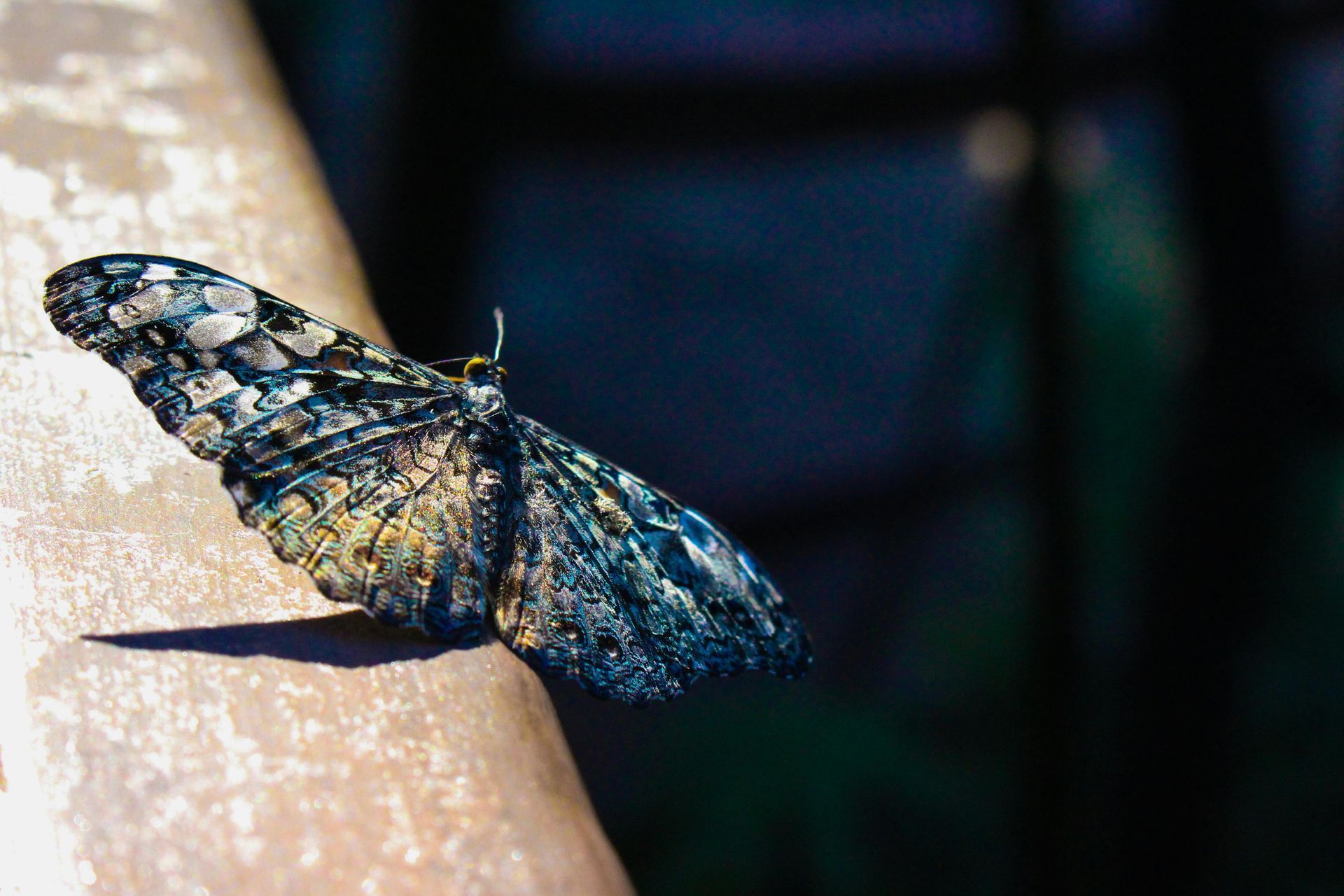 Mottled butterfly with open wings perched on a rusty metal surface, casting a shadow.