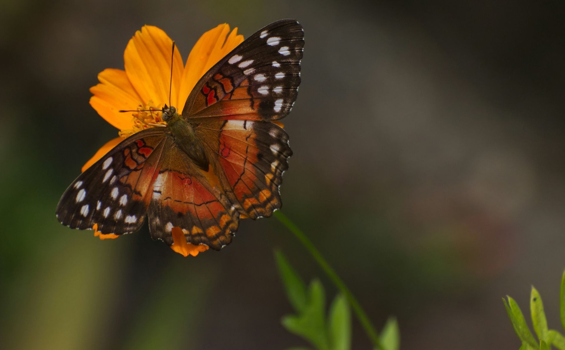 Butterfly with orange and white markings on an orange flower, wings spread, outdoors.
