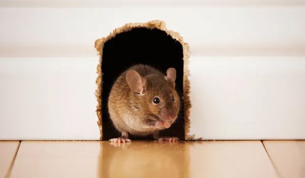 Small brown mouse peeking out of a hole in a white wall above a wooden floor