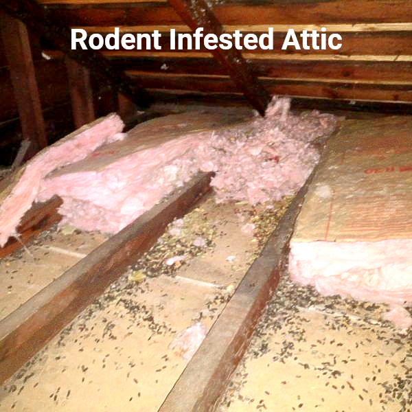 Rodent-contaminated attic insulation before attic cleaning and sanitation in San Diego