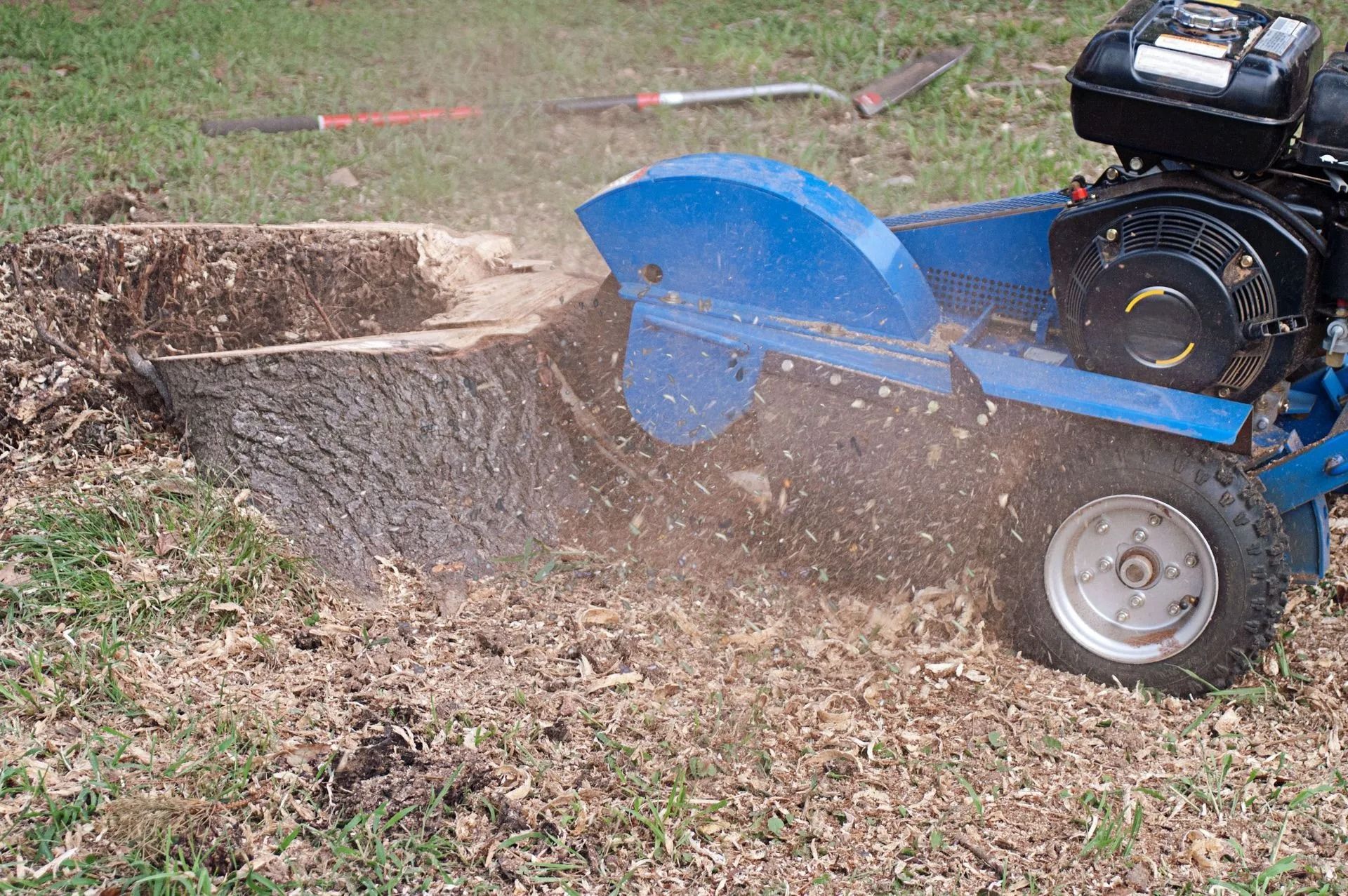 A blue stump grinder removing a tree stump, spraying wood chips in a grassy yard.