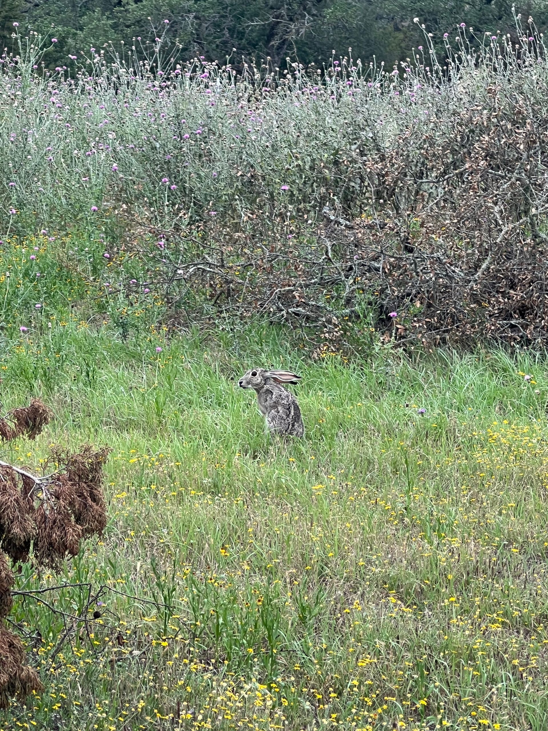A rabbit is sitting in the grass in a field.