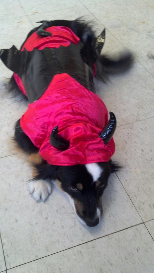 Dog sitting on the floor