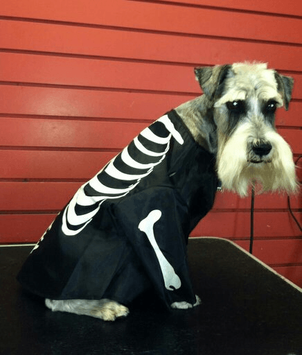 Dog sitting on the table