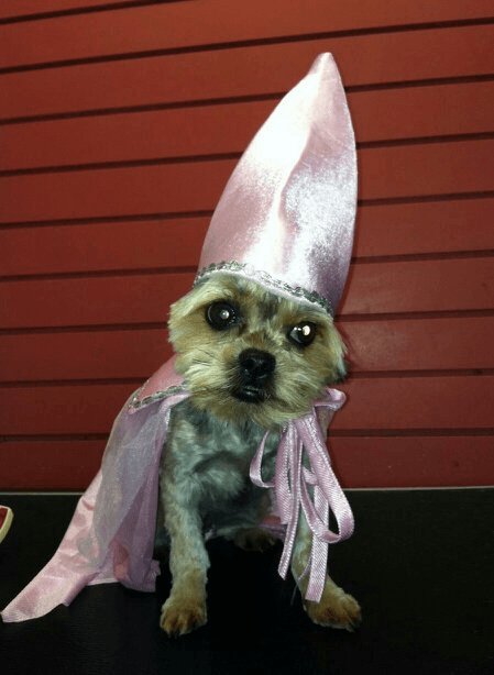 Dog sitting on the floor