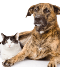 SPAYING AND NEUTERING