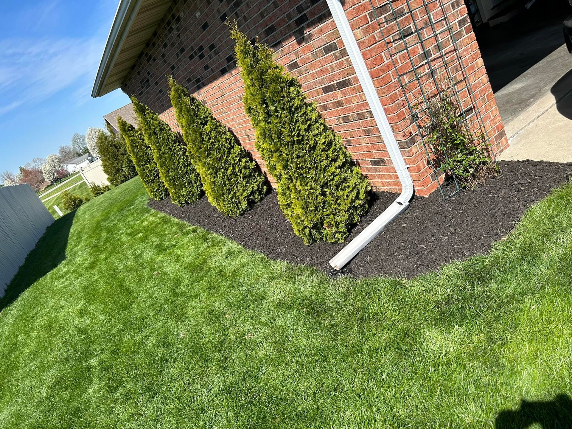 Row of green arborvitae trees planted in dark mulch along a red brick house, with a bright green lawn in front.