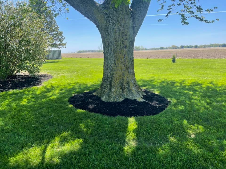 Large tree trunk surrounded by a circular bed of black mulch in a green lawn, with a blue sky and distant field.