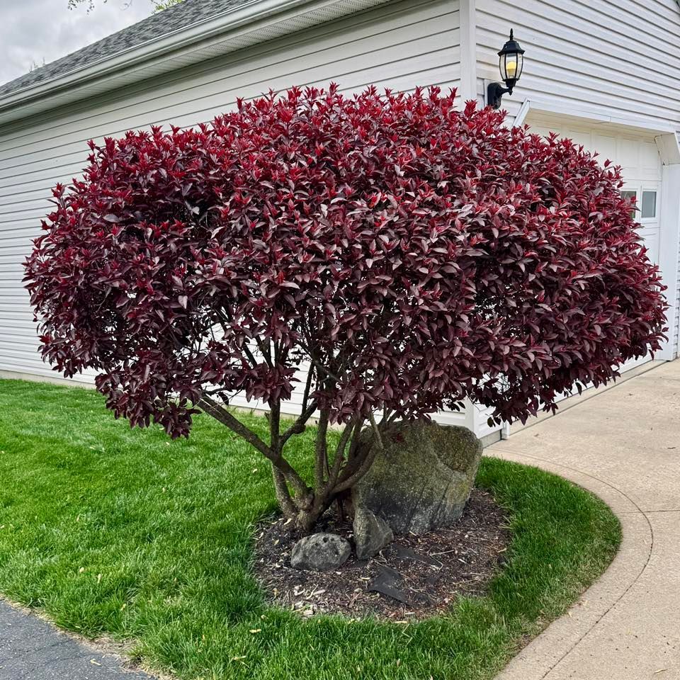 A vibrant shrub with deep red leaves, growing near a house with a garage, next to a large rock on a lawn.