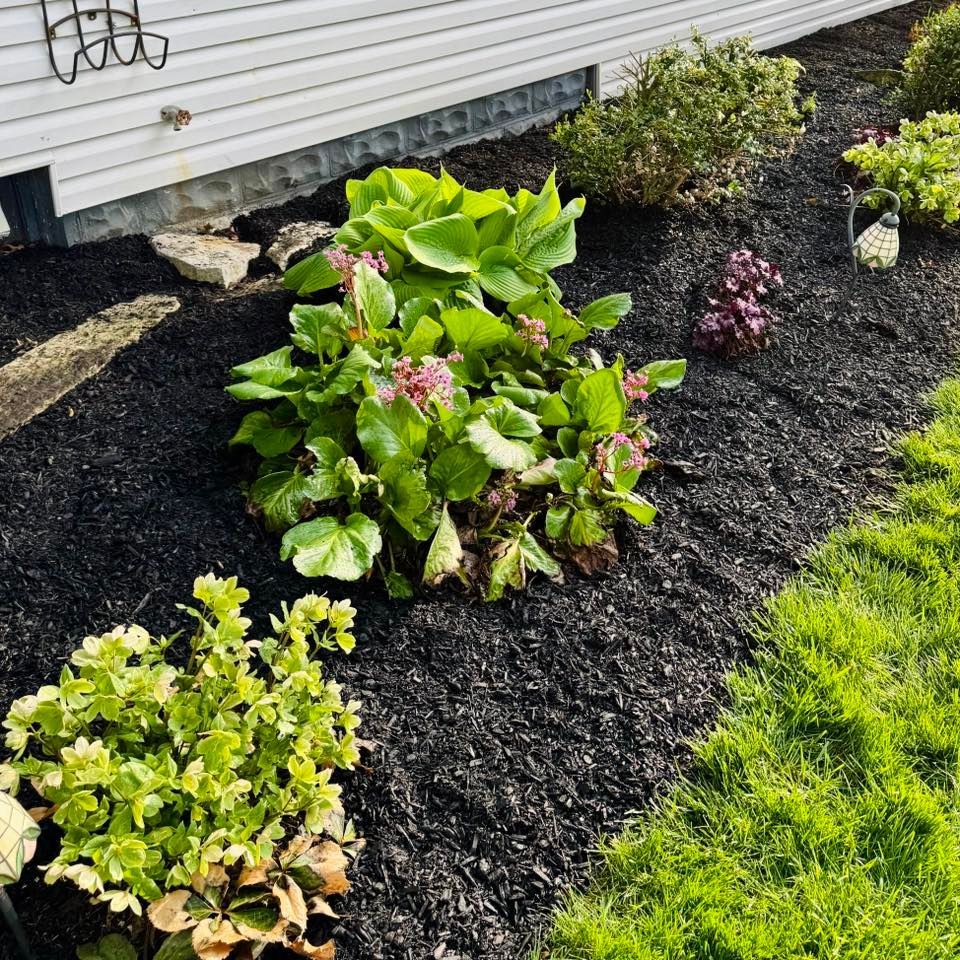 A garden bed with black mulch contains several plants: a large green one with pink flowers, small purple ones, and a yellow-green bush. Green grass borders the bed.