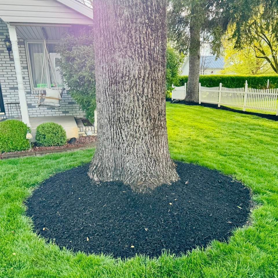 A large tree trunk surrounded by black mulch, ringed by green grass, in a front yard next to a house.